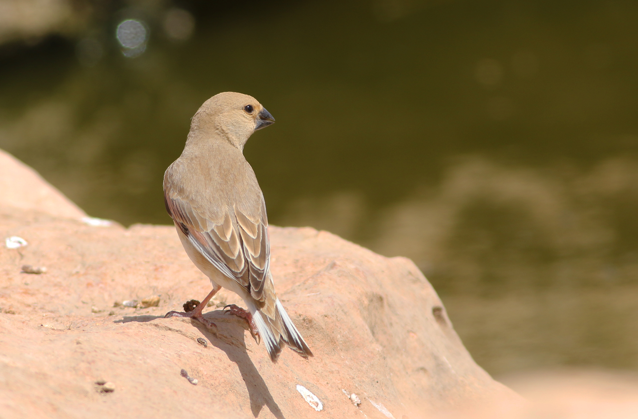 Desert Finch — Ana fotoğraf